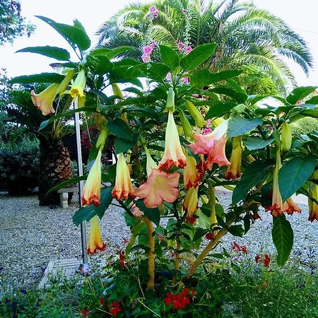 La Maison Des Palmiers Bed & Breakfast